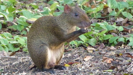 Naklejka na ściany i meble animal comiendo