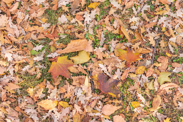 Orange, brown and yellow fallen oak leaves in the sunlight.