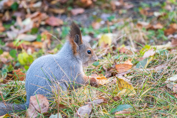 Autumn squirrel with nut sits on green grass with fallen yellow leaves