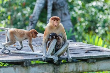 The proboscis monkey (Nasalis larvatus) or long-nosed monkey is a reddish-brown arboreal Old World monkey with an unusually large nose. It is endemic to the southeast Asian island of Borneo.