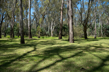 Australian nature landscape with well-maintained public grass lawn and large gum trees Eucalypt  Background texture of an outdoor unpowered camping ground in a natural setting. Copy space 