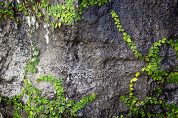Ivy on a natural stone wall.