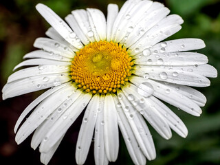chamomile flowers with drops on the petals after rain