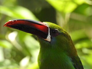Tucan