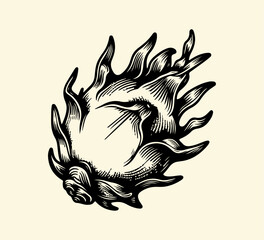 Dragon Fruit Hand drawn illustration vector graphic asset
