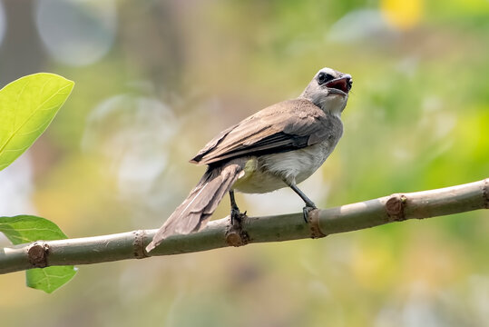 Yellow vented bulbul on a tree branch