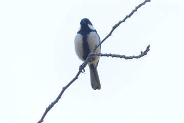 木の枝にとまるシジュウカラ