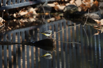 水面を歩くキセキレイ