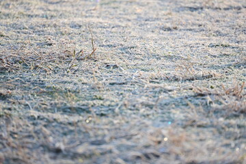 朝日に照らされる冬の霜が降りた芝生
