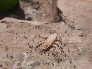 An upside down albino cockroach is hunted by a herd of ants