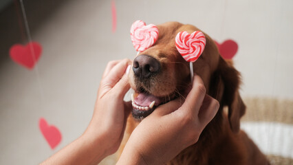 Valentines Day dog. The hands of a young woman substituted two lollipops in the shape of red hearts...