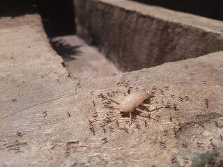 An upside down albino cockroach is hunted by a herd of ants