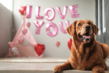 A dog of the Golden Retriever breed lies on a background of balloons in the shape of red hearts and...