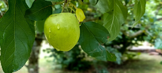 green apples on tree