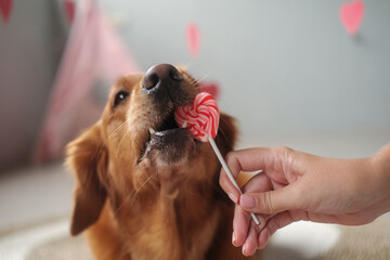 A dog of the Golden Retriever breed chews a heart shaped candy lollipop. Valentines Day banner with dog. Postcard invitation to the wedding day. Pet store mascot for advertising design.