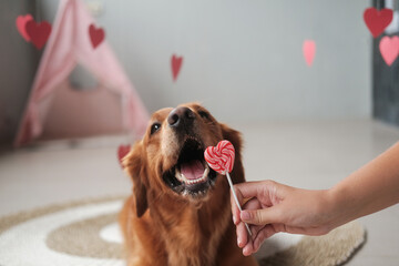 Valentines day dog banner. A dog of the Golden Retriever breed licks a heart shaped lollipop with a...