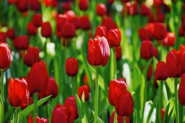 Obraz premium Beautiful colorful red tulip flowers bloom in spring garden.Decorative wallpaper with flower blossom in springtime.Beauty of nature poster.Vibrant natural colors.