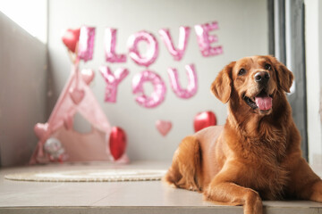 A dog of the Golden Retriever breed lies on a background of balloons in the shape of red hearts and...