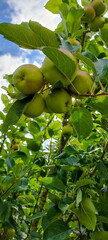 green apples on tree