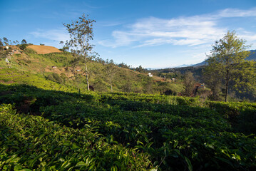 Fototapeta na wymiar beautiful morning atmosphere on a tea plantation in Bandung, West Java