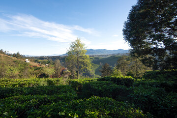 beautiful morning atmosphere on a tea plantation in Bandung, West Java