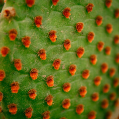 opuntia microdasys, opuntia microdeisi espinas rojas