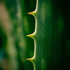 ALOE
