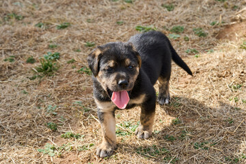Happy Black and Mahogany Rottweiler puppy standing with tongue out.