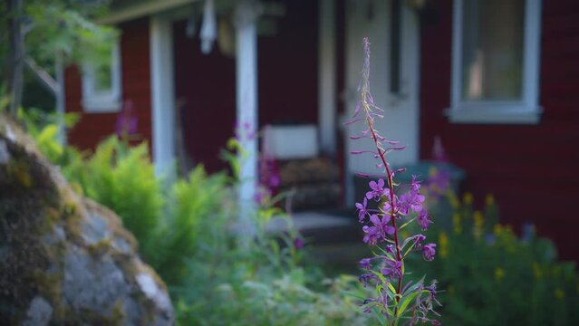 Purple flower growing in garden of a red Swedish summer house