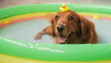 Portrait of a dog of the Golden Retriever breed, which lies in an inflatable pool in the water and holds a small toy yellow duck on its head. Caring for a dog in the heat and on vacation, banner.