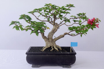 Bougainvillea bonsai with 3 large stems is already large, and the branches are still in the process...