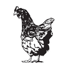 chicken, hen and chicken, chicken farm, animal farm, chicken vector