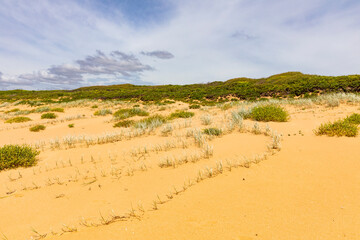 Sand dunes and vegetation palm Beach Sydney 