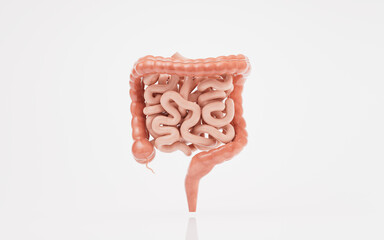 Intestinal tract with digestive health concept, 3d rendering.