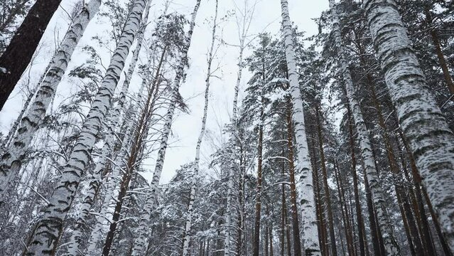 Low angle view of birch trees in winter on the background of cloudy white sky. Media. White cold ground and tall trees.