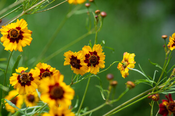 Creopsis tinctoria garden golden tickseed bright yellow and red flowers in bloom, calliopsis ornamental flowering plant