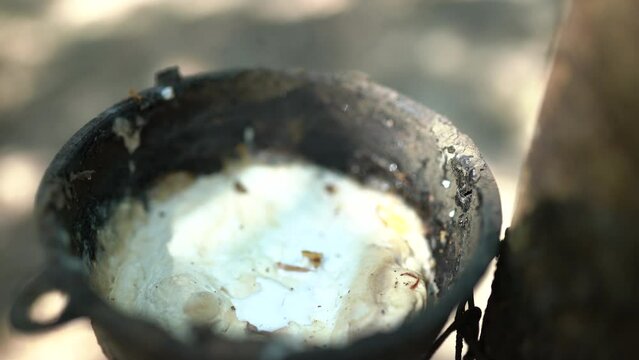 Pack Shots of rubber tapping in a farmer's garden.