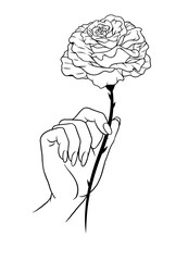 Hand Drawn of Female Hand Holding a Rose
