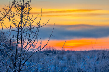 Obraz premium Cold winter background with frost covered branches