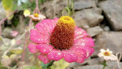Pink and yellow flower. Close-up background of red and yellow rose flower.