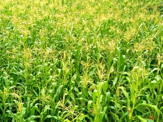 Corn flowers, crop, top view. Green grass in the wind.
