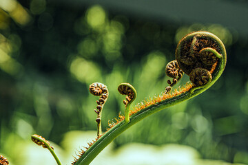 New Zealand Fern © Naren