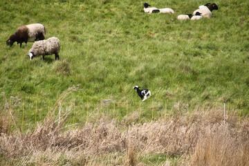 Black and white lamb running in green grass on a spring day near Lohnsfeld, Germany.