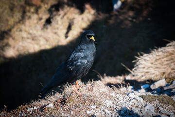 Alpine Chough Balck Bird (Pyrrhocorax graculus) on Ground in Julian Alps Mountains Environment