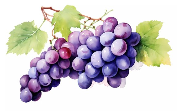 Watercolor style grapes, on white background. generative ai