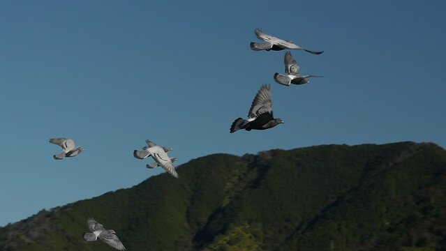 群れになって飛ぶハト（スローモーション）