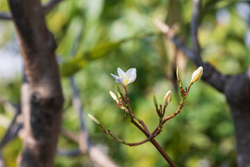 Plumeria flower blooming on tree in garden, Thailand.