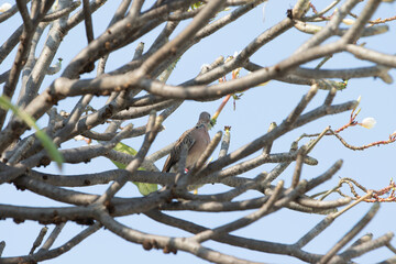 pigeon sitting on a tree branch in the garden, Thailand