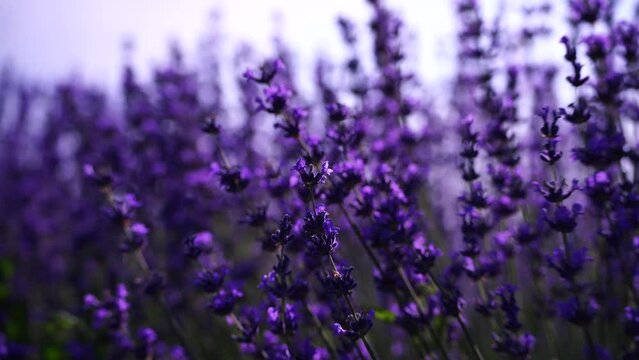Blooming lavender field. Beautiful purple flowers. Regional organic cultivation.
