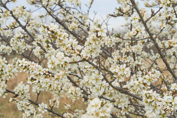 American Plum Tree full of blooms on cloudy day in Texas desert.